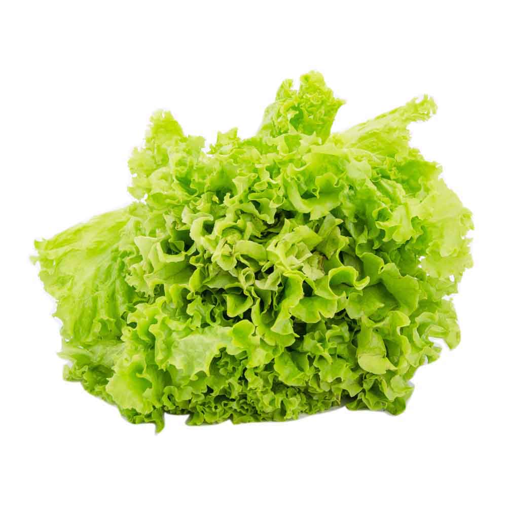 Lechuga Criolla Por Kg