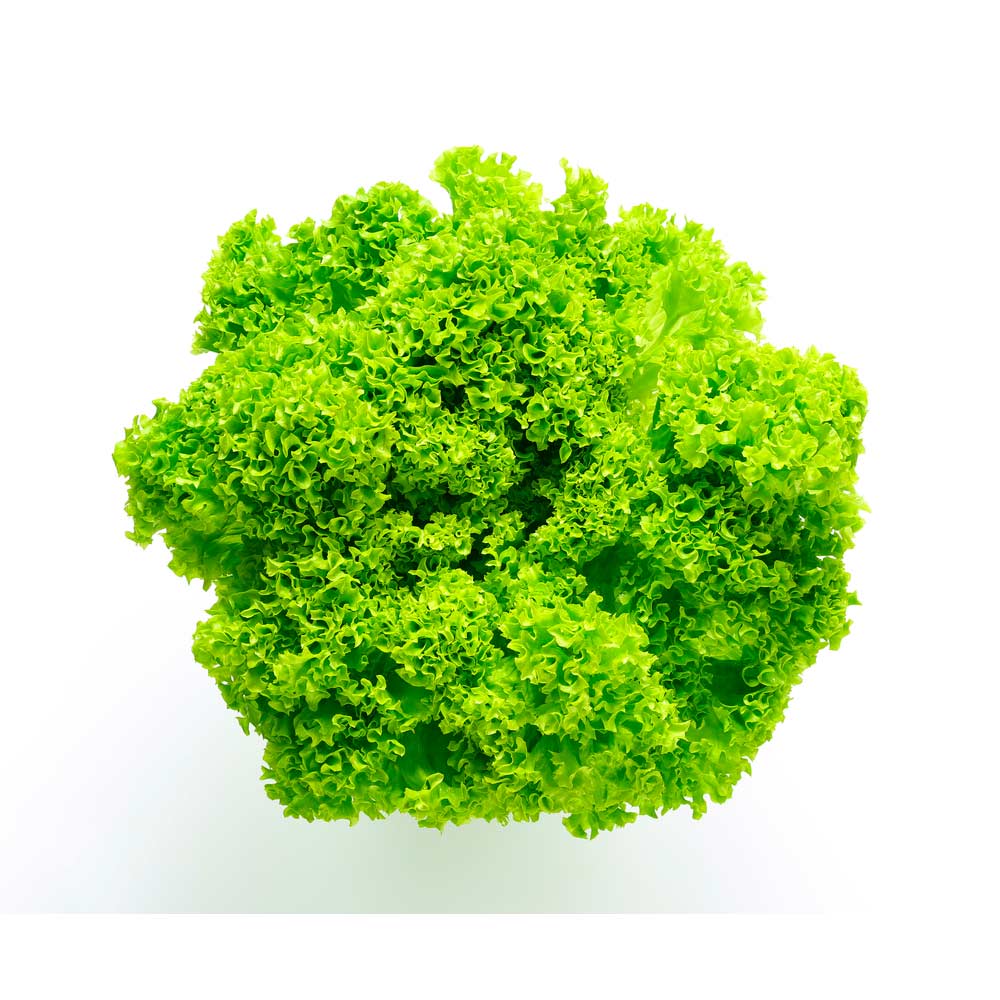Lechuga Francesa
