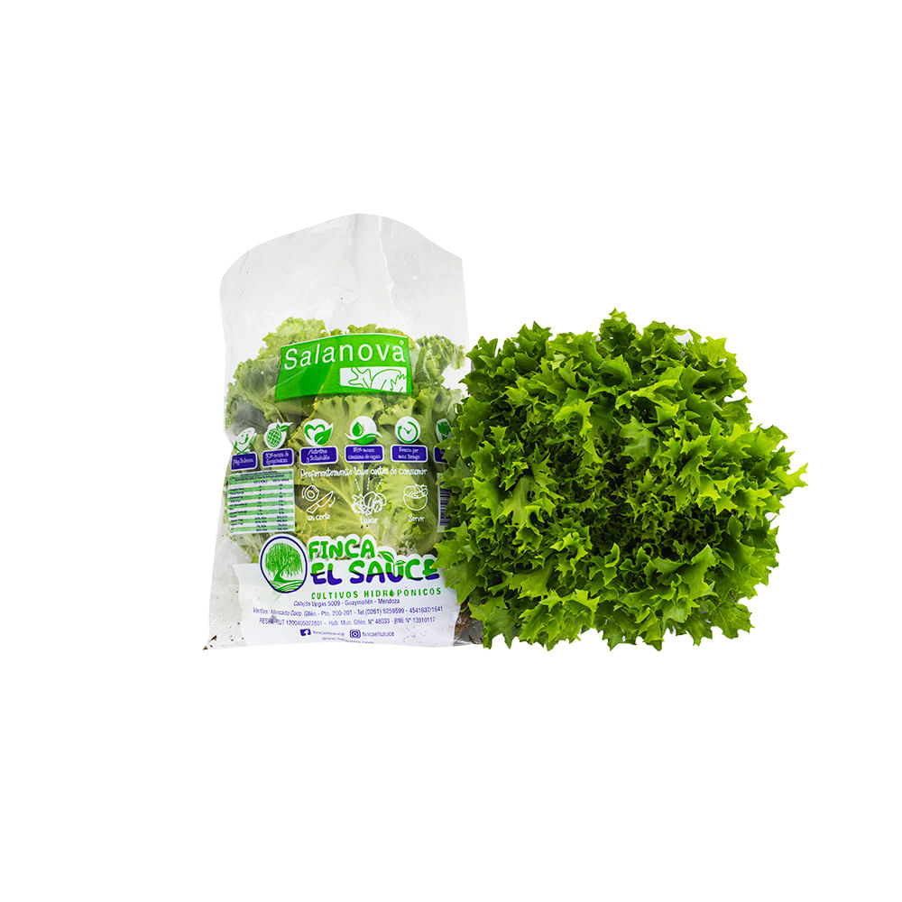 Lechuga Hidroponica Escarola X Und