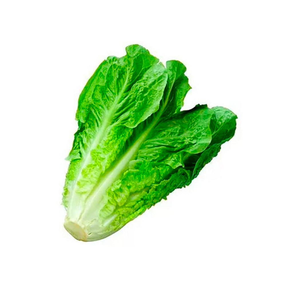 Lechuga Criolla Organica X Unid