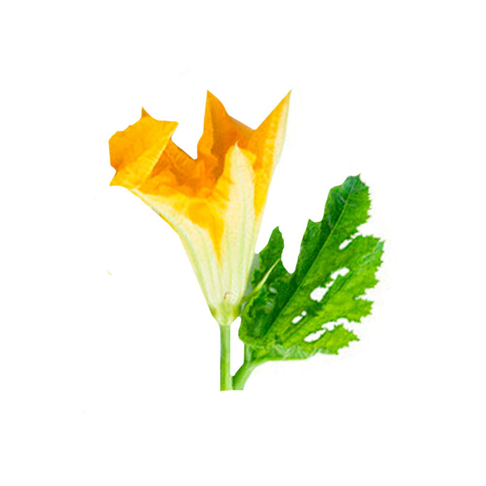 Flor De Zucchini 20 Grs